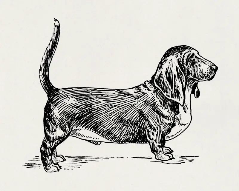 Basset Hound Dog, Vintage Illustration